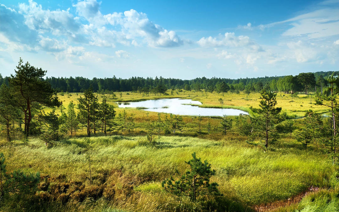 Natürlicher Klimaschutz & Artenvielfalt