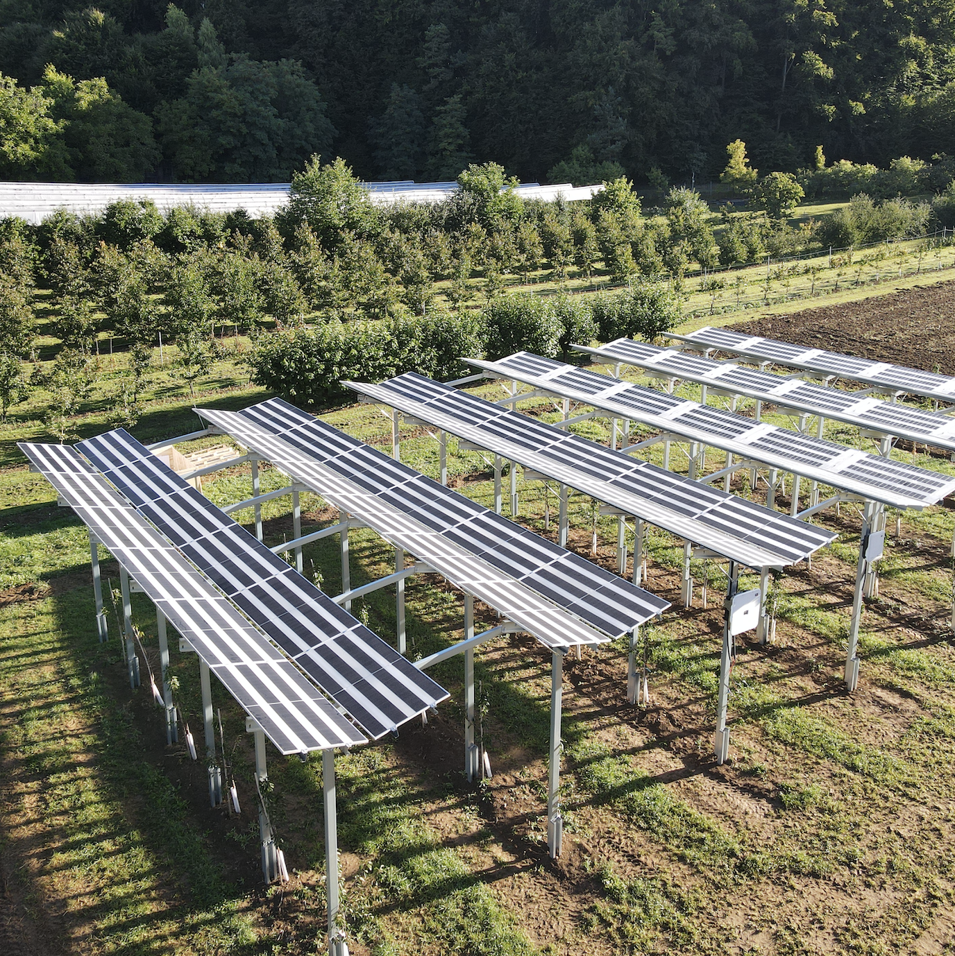 Agri PV Süsskirschen