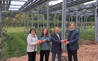Pilotanlage eröffnet: Solarstrom über Süßkirschen